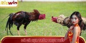 Đá Gà Cựa Tròn Trực Tiếp